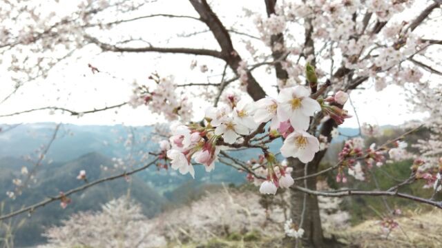 東秩父村の桜まつり