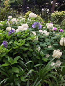 there were Hydrangea at the park of motomachi