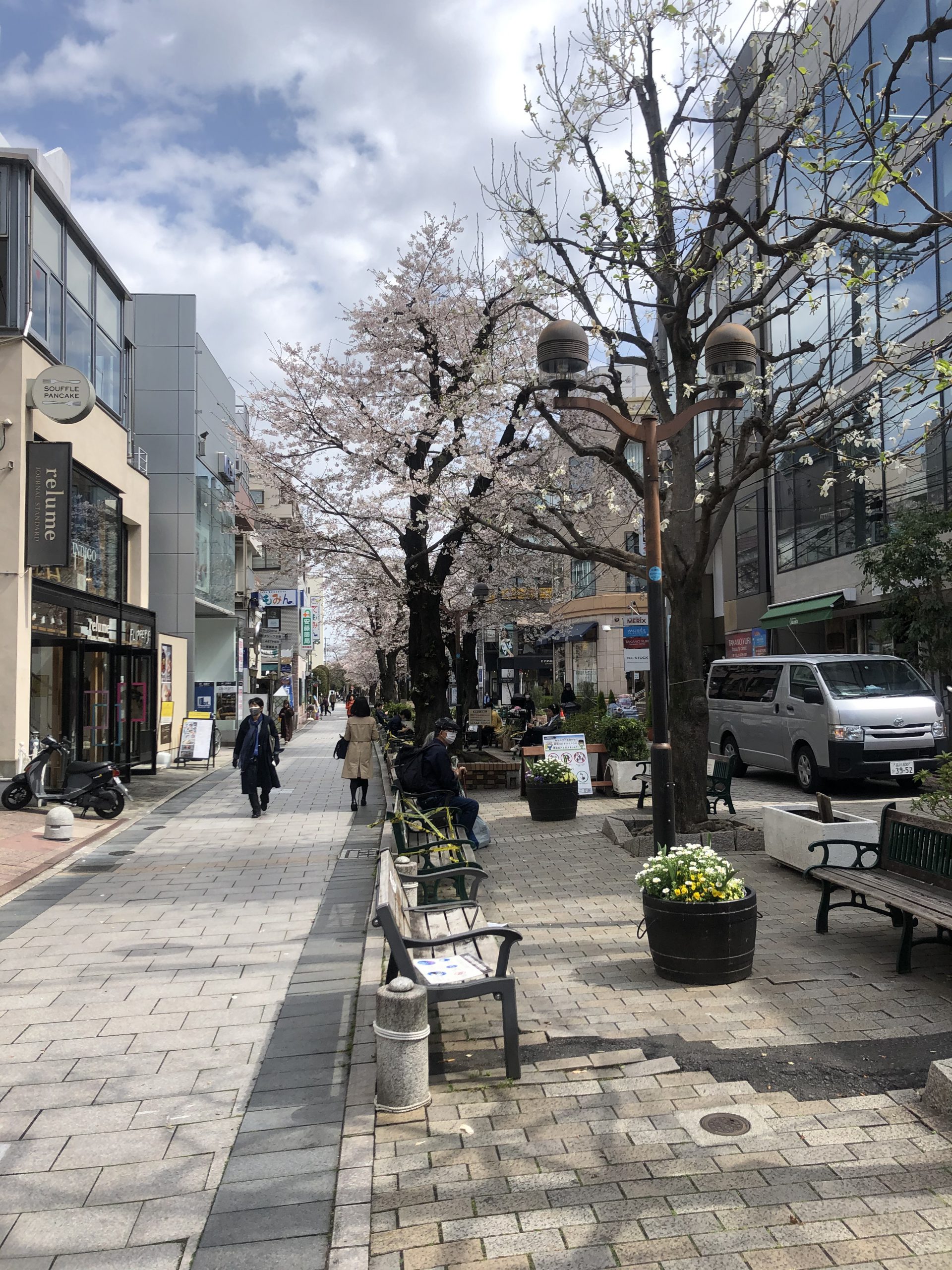 東京の満開日🌸