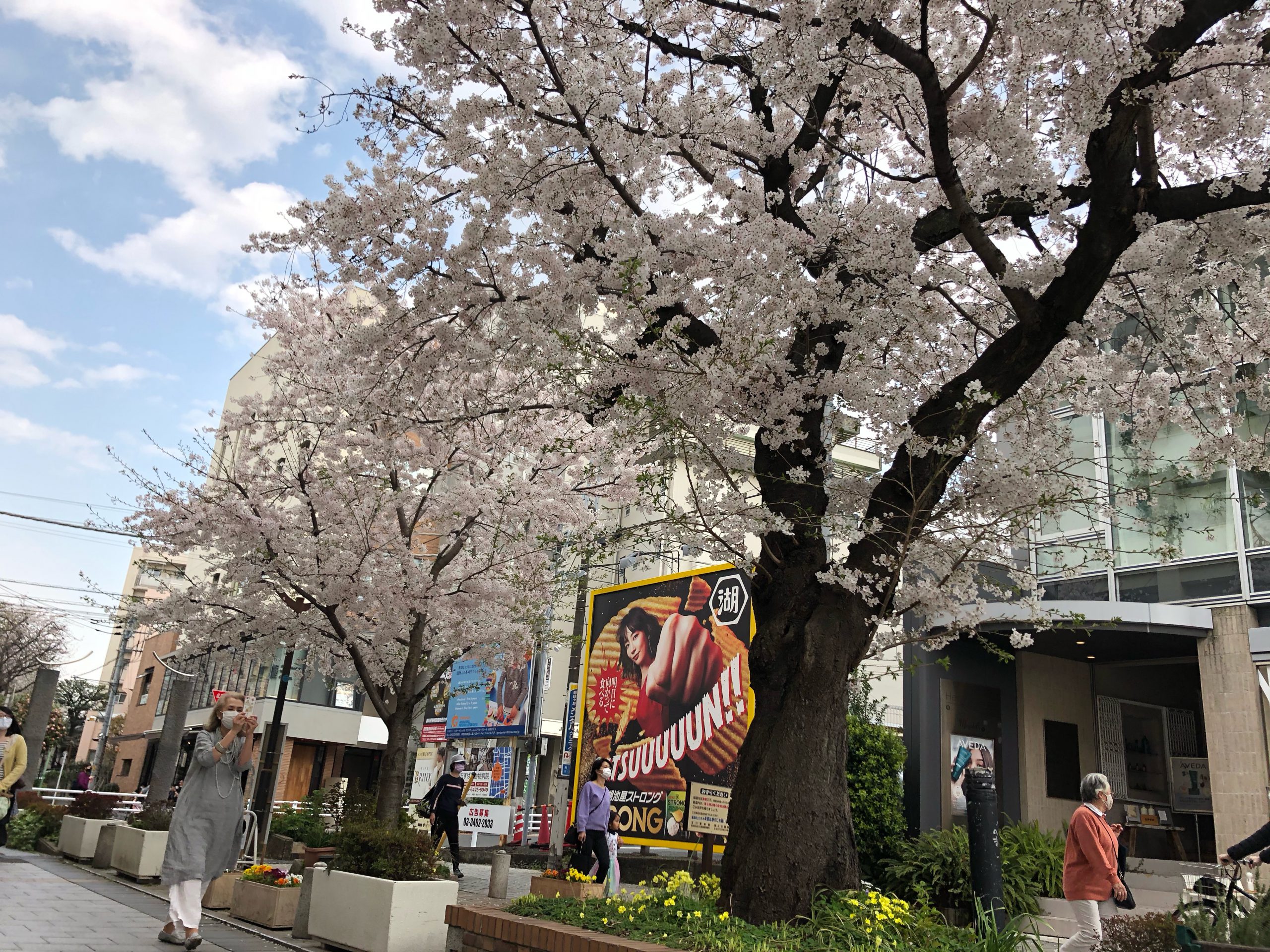 ホテルでお花見🌸